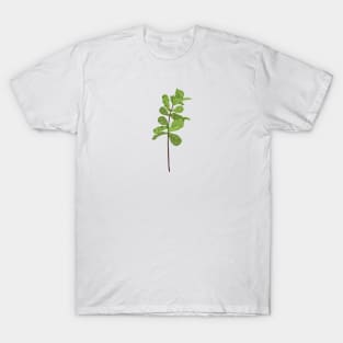 Fiddle Fig Botanical T-Shirt